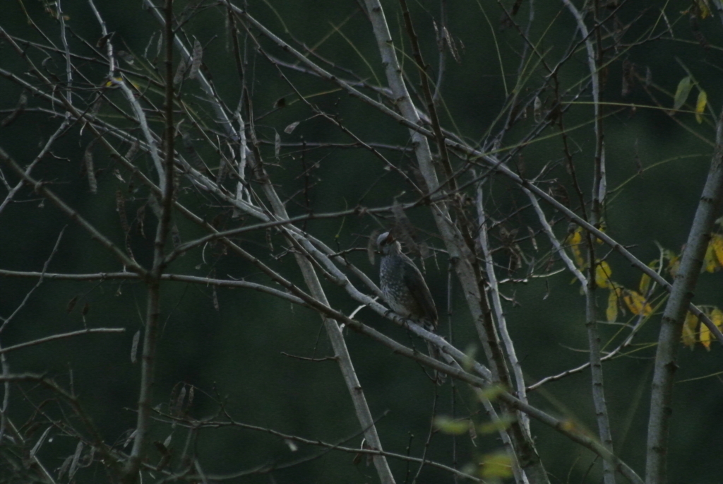 f:id:doshiroutobirder:20171117192751j:plain