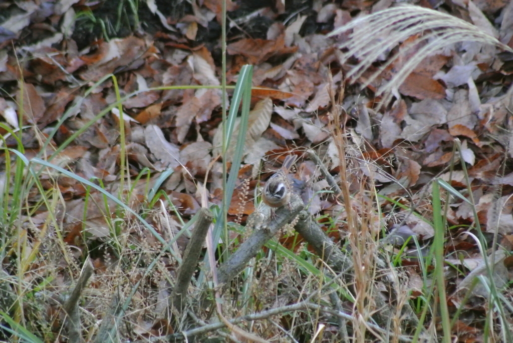 f:id:doshiroutobirder:20171126190418j:plain