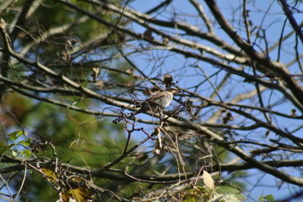 f:id:doshiroutobirder:20171126190613j:plain