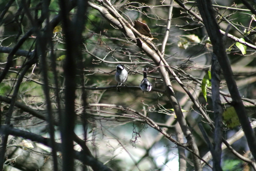 f:id:doshiroutobirder:20171126191700j:plain