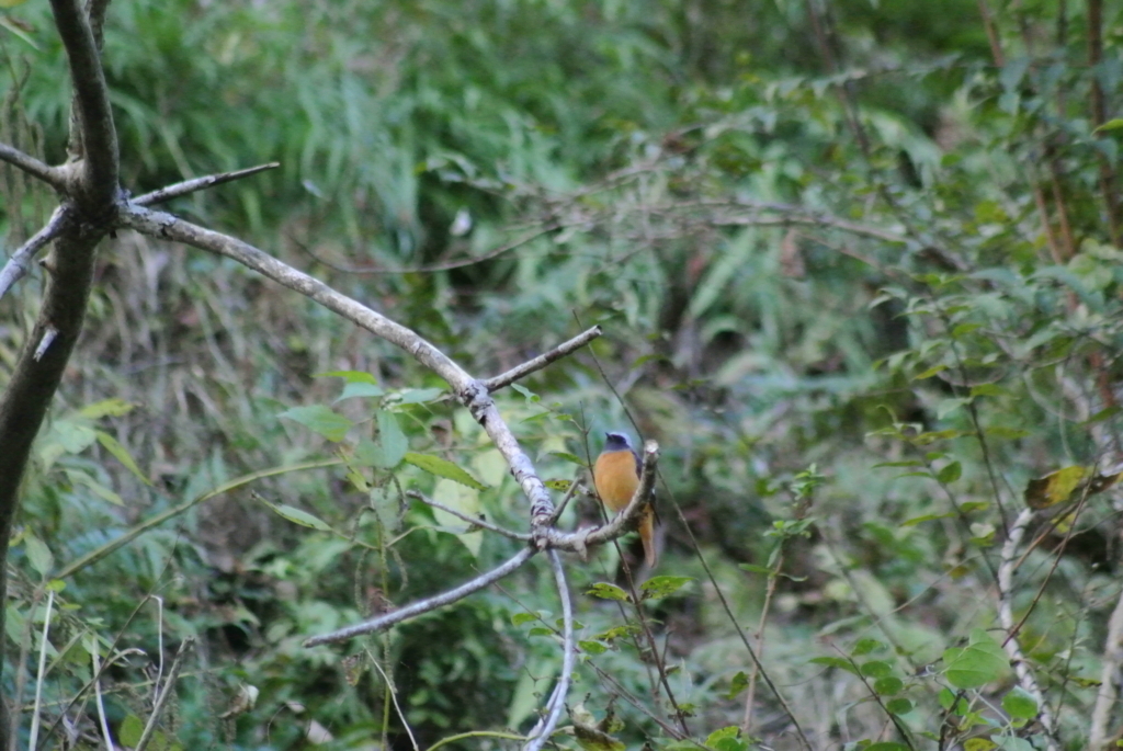 f:id:doshiroutobirder:20171126191830j:plain