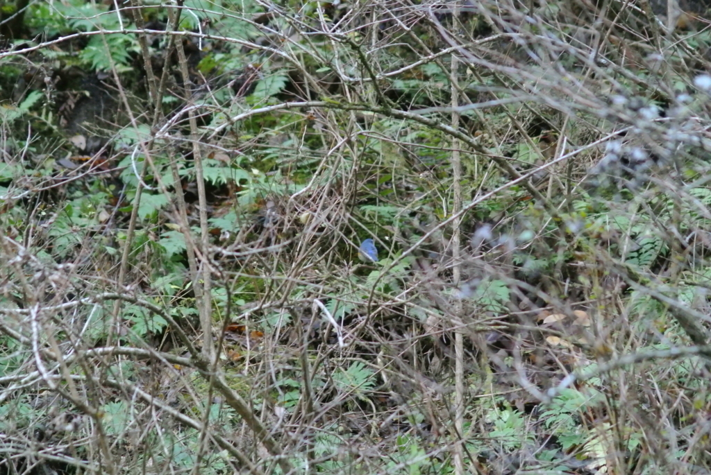 f:id:doshiroutobirder:20171126192048j:plain