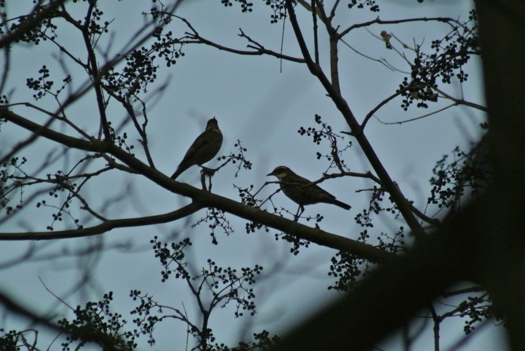 f:id:doshiroutobirder:20171126192244j:plain