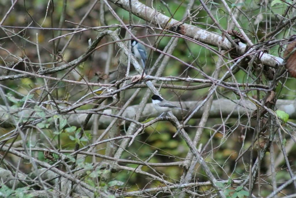 f:id:doshiroutobirder:20171126192708j:plain