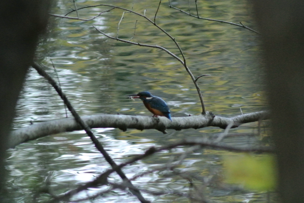 f:id:doshiroutobirder:20171127205154j:plain