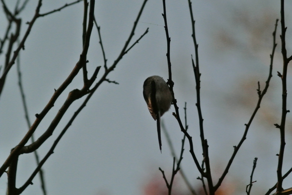 f:id:doshiroutobirder:20171127205435j:plain