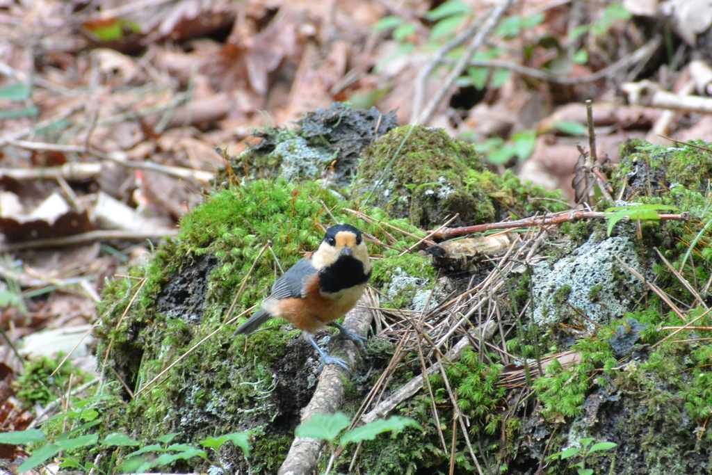 f:id:doshiroutobirder:20180906175534j:plain f:id:doshiroutobirder:20180906175534j:plain