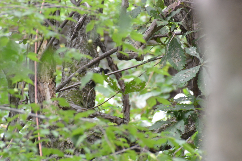 f:id:doshiroutobirder:20180906180004j:plain f:id:doshiroutobirder:20180906180004j:plain