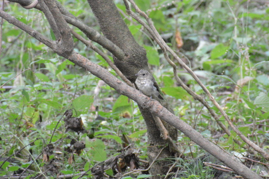 f:id:doshiroutobirder:20180906180853j:plain f:id:doshiroutobirder:20180906180853j:plain