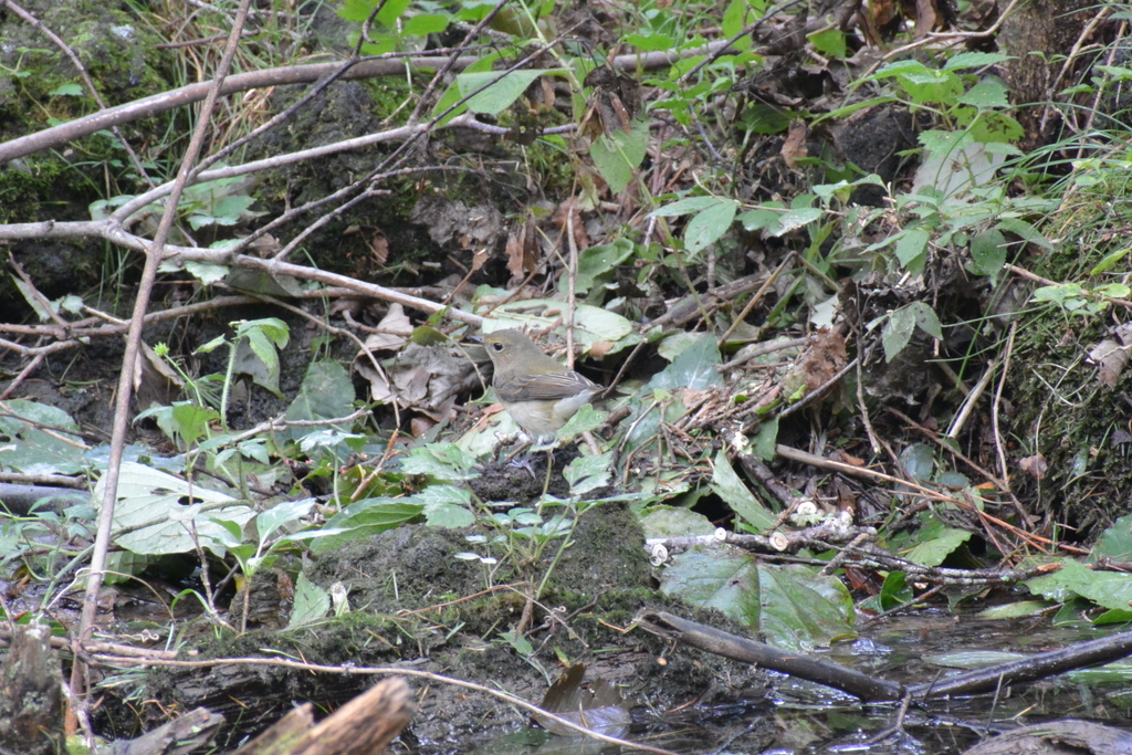 f:id:doshiroutobirder:20180906181120j:plain f:id:doshiroutobirder:20180906181120j:plain