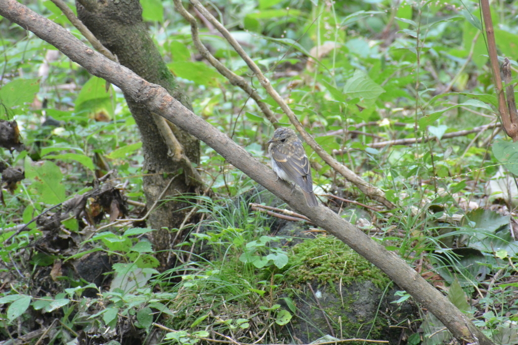 f:id:doshiroutobirder:20180906181321j:plain f:id:doshiroutobirder:20180906181321j:plain