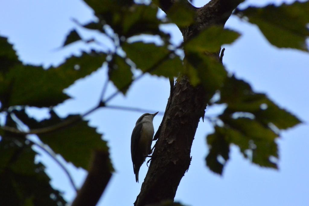 f:id:doshiroutobirder:20180906181705j:plain f:id:doshiroutobirder:20180906181705j:plain