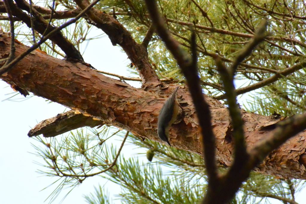 f:id:doshiroutobirder:20180906182256j:plain f:id:doshiroutobirder:20180906182256j:plain