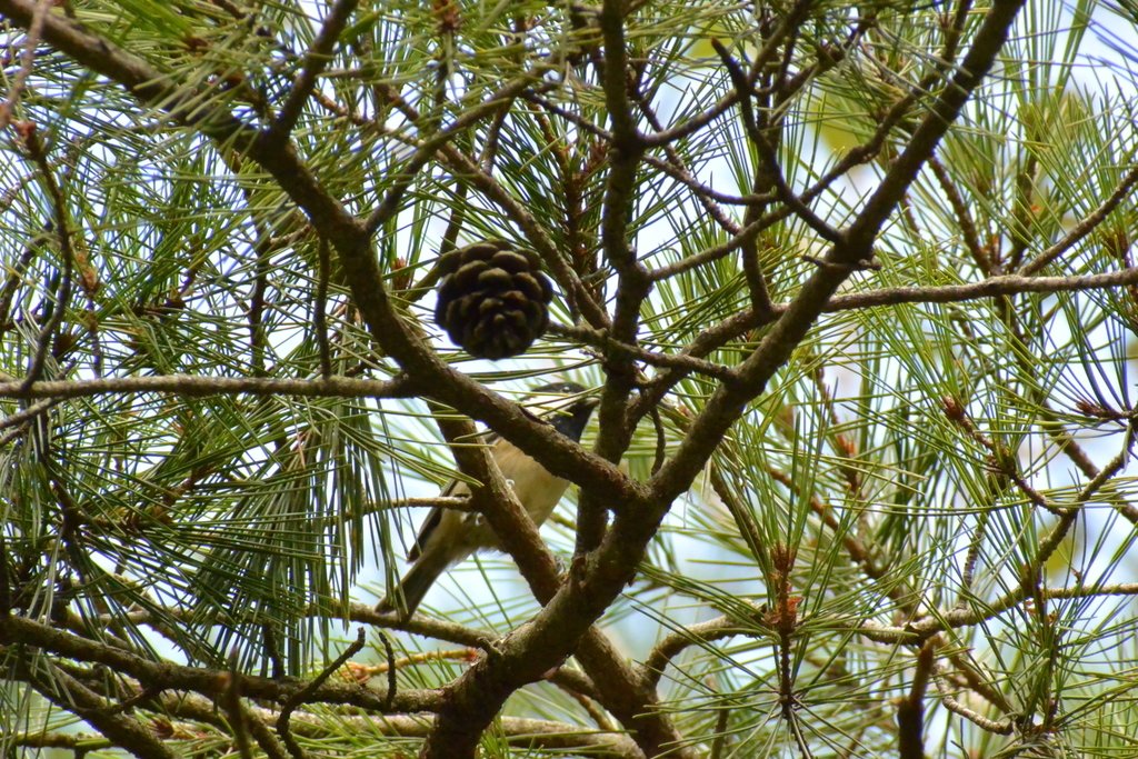 f:id:doshiroutobirder:20180906182805j:plain f:id:doshiroutobirder:20180906182805j:plain