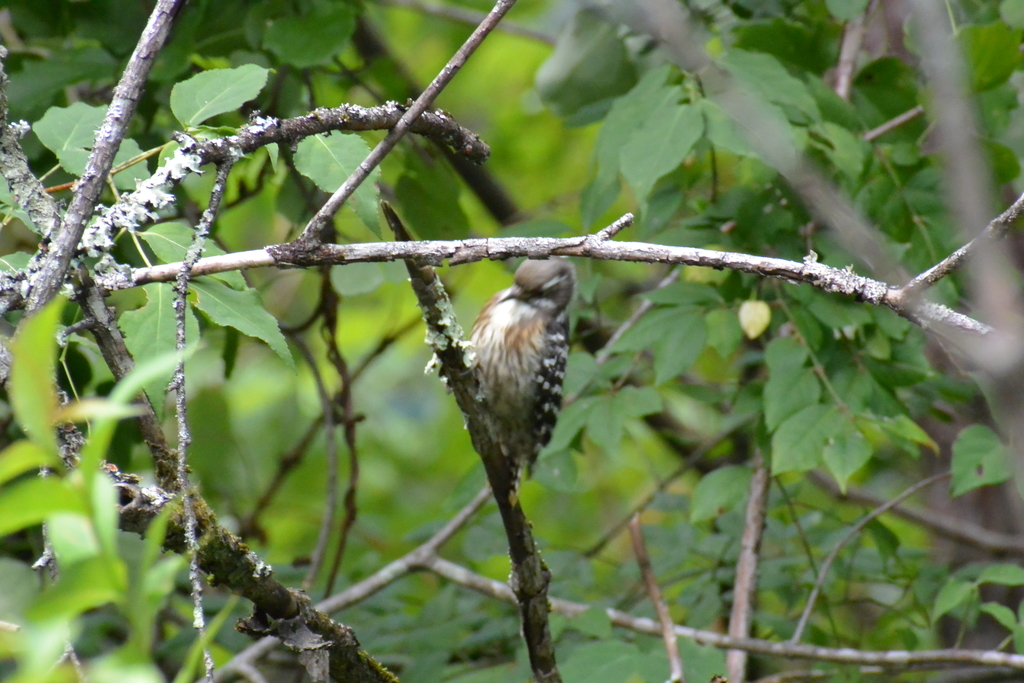 f:id:doshiroutobirder:20180906183038j:plain f:id:doshiroutobirder:20180906183038j:plain