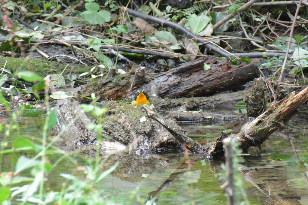 f:id:doshiroutobirder:20180906183329j:plain f:id:doshiroutobirder:20180906183329j:plain
