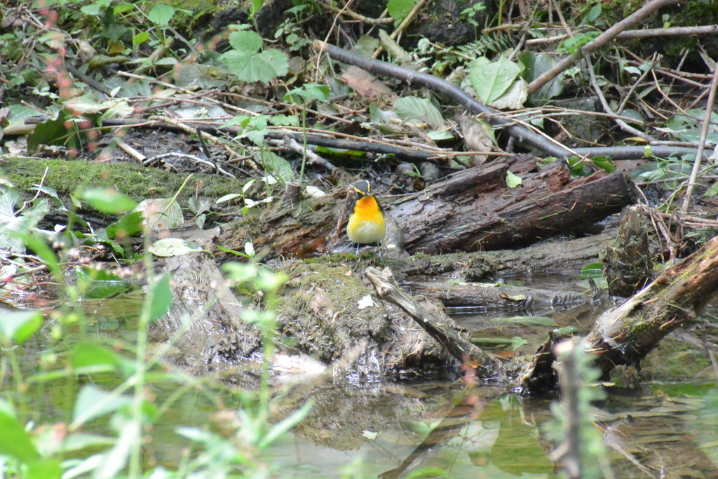 f:id:doshiroutobirder:20180906183500j:plain f:id:doshiroutobirder:20180906183500j:plain