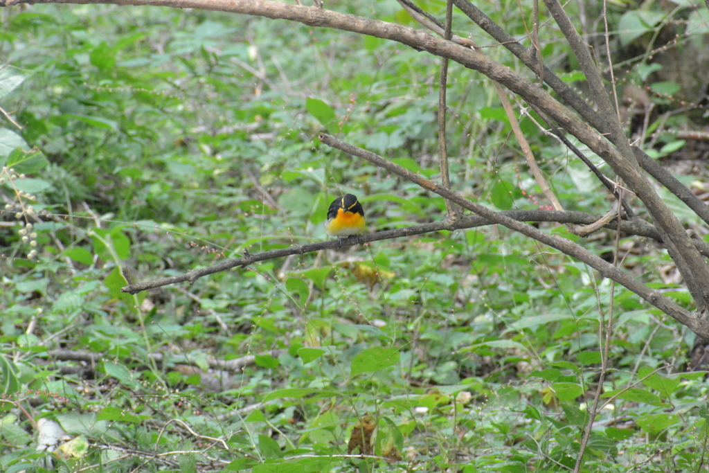 f:id:doshiroutobirder:20180906183628j:plain f:id:doshiroutobirder:20180906183628j:plain