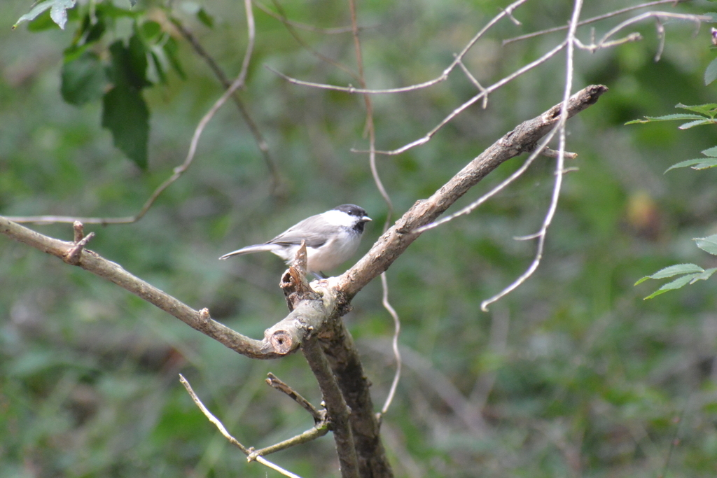 f:id:doshiroutobirder:20180906183835j:plain f:id:doshiroutobirder:20180906183835j:plain