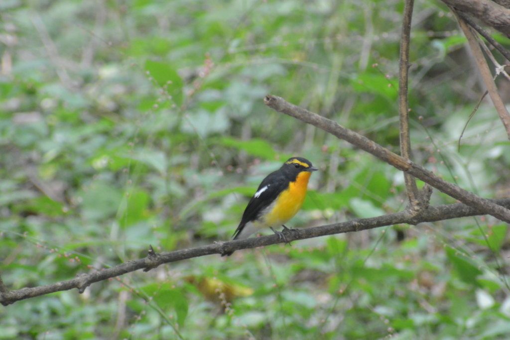 f:id:doshiroutobirder:20180906190218j:plain f:id:doshiroutobirder:20180906190218j:plain