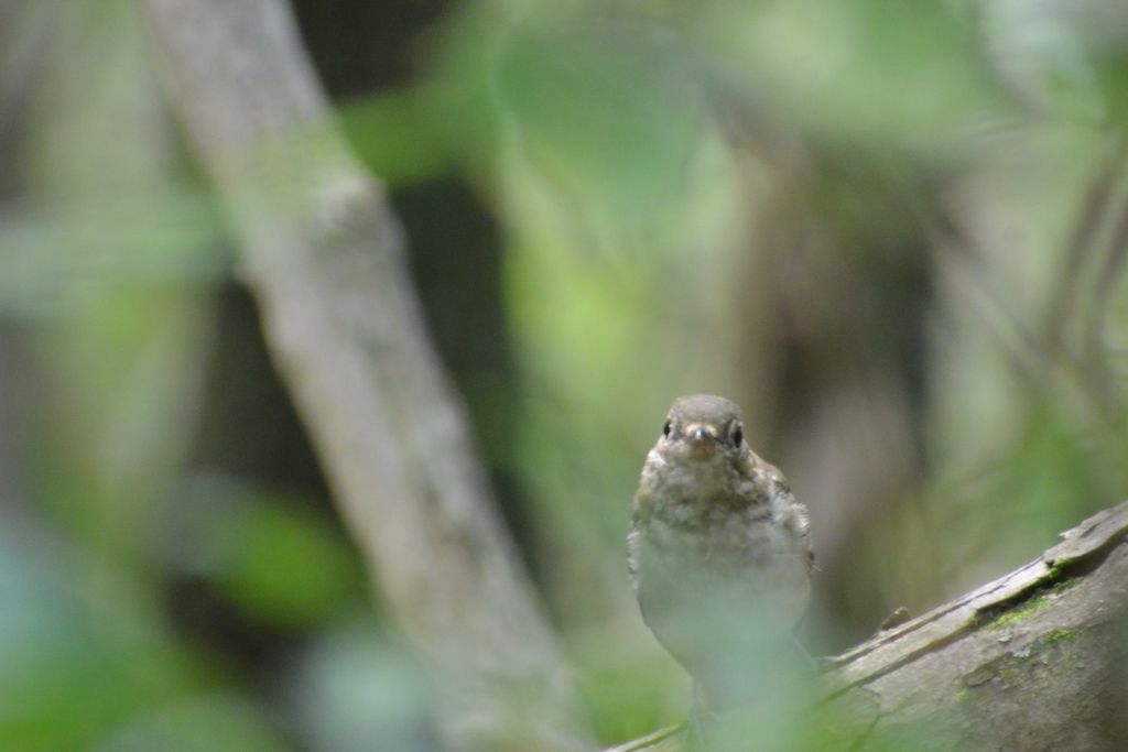 f:id:doshiroutobirder:20180906190412j:plain f:id:doshiroutobirder:20180906190412j:plain