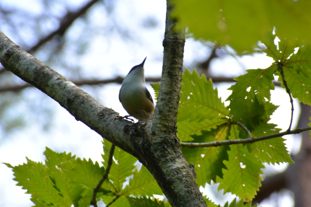 f:id:doshiroutobirder:20180906190534j:plain f:id:doshiroutobirder:20180906190534j:plain