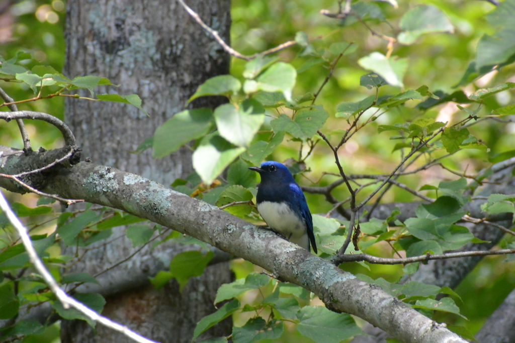f:id:doshiroutobirder:20180906190808j:plain f:id:doshiroutobirder:20180906190808j:plain