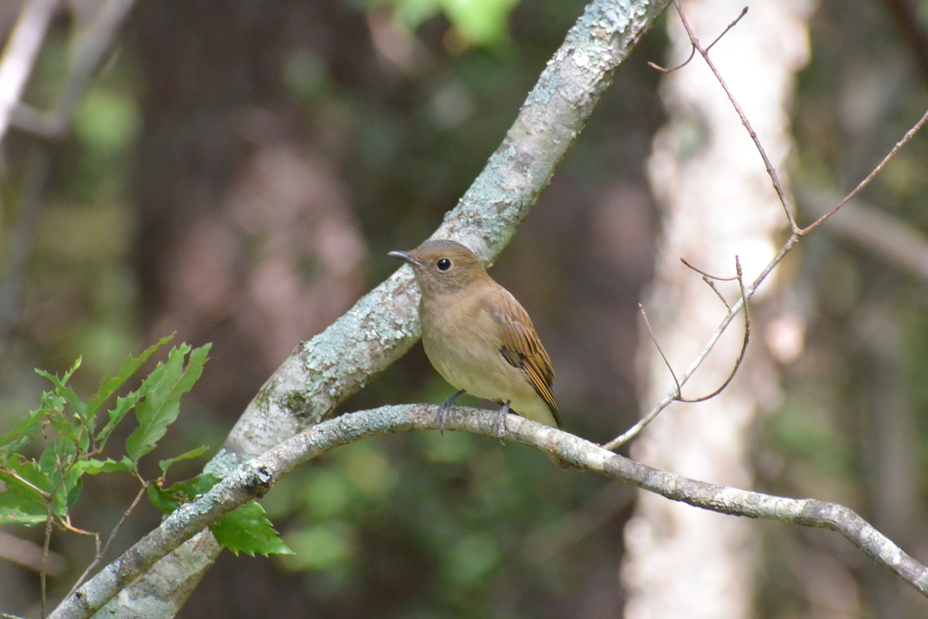 f:id:doshiroutobirder:20180906193238j:plain f:id:doshiroutobirder:20180906193238j:plain