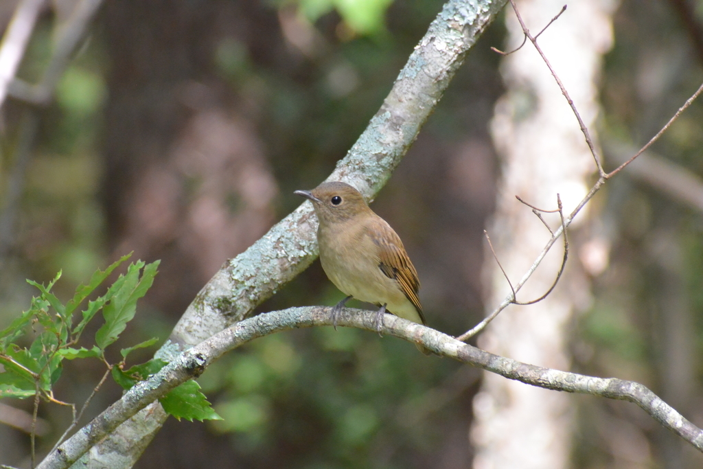 f:id:doshiroutobirder:20180906193238j:plain