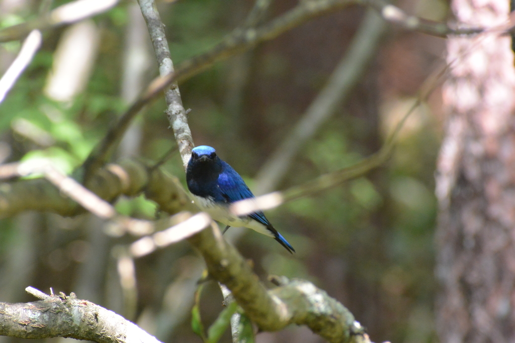 f:id:doshiroutobirder:20180906193414j:plain f:id:doshiroutobirder:20180906193414j:plain