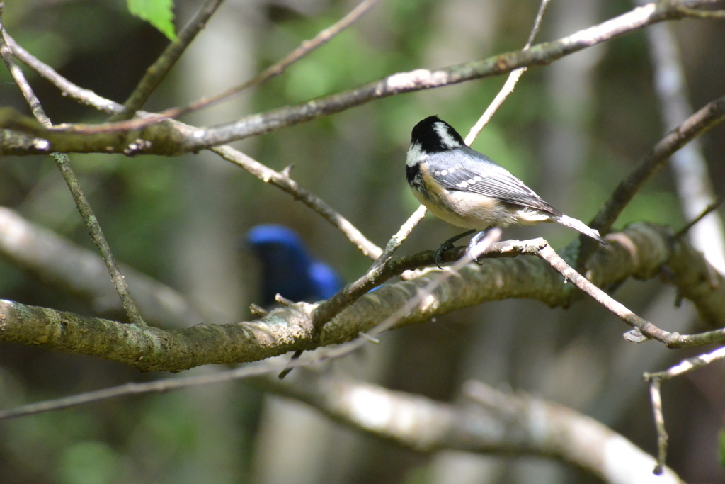 f:id:doshiroutobirder:20180906193618j:plain f:id:doshiroutobirder:20180906193618j:plain
