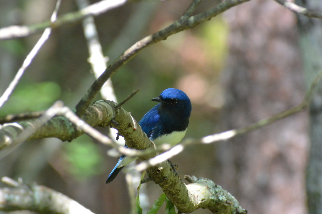f:id:doshiroutobirder:20180906194400j:plain f:id:doshiroutobirder:20180906194400j:plain