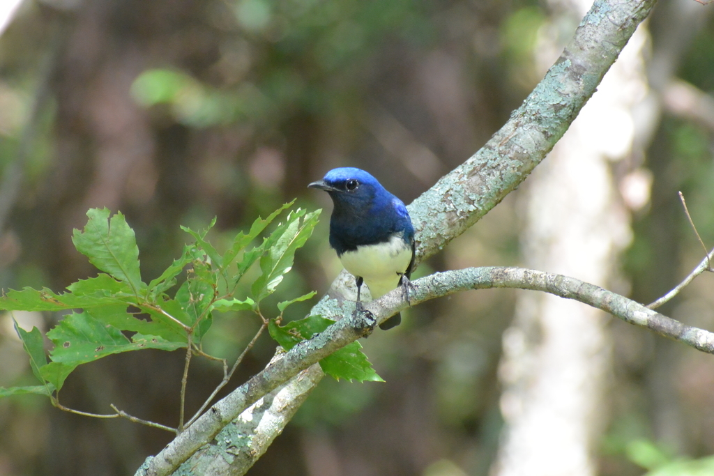 f:id:doshiroutobirder:20180906194534j:plain f:id:doshiroutobirder:20180906194534j:plain