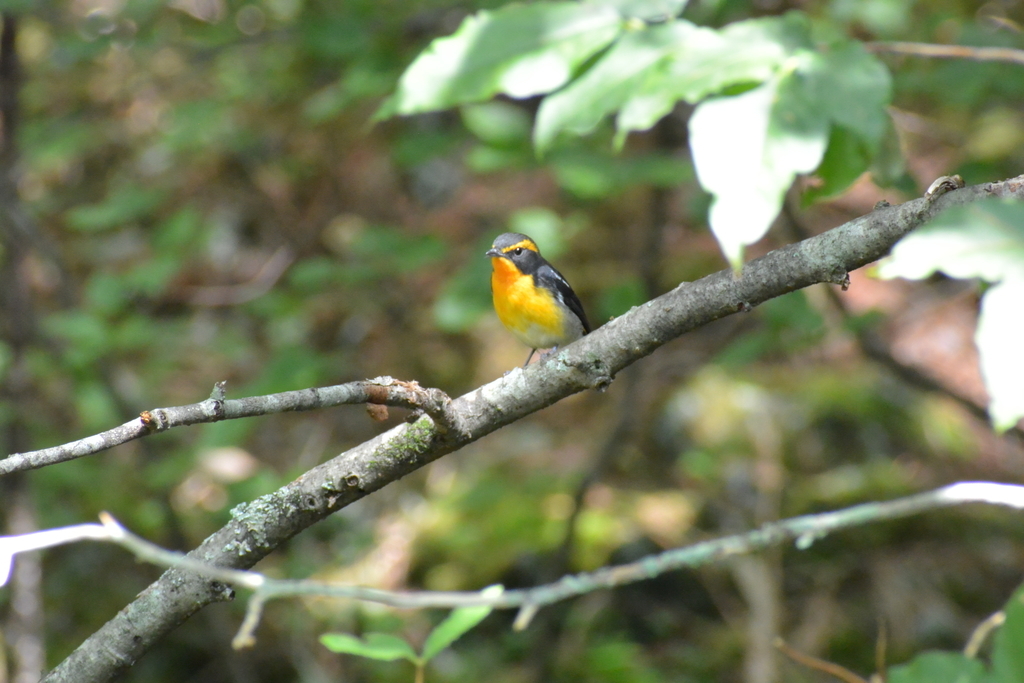 f:id:doshiroutobirder:20180906194659j:plain f:id:doshiroutobirder:20180906194659j:plain