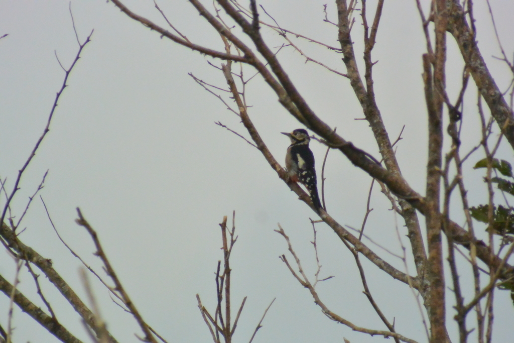 f:id:doshiroutobirder:20180906195110j:plain f:id:doshiroutobirder:20180906195110j:plain