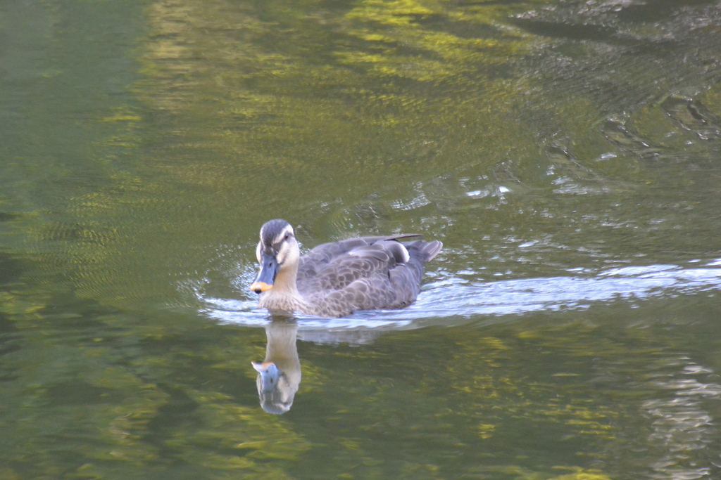 f:id:doshiroutobirder:20181005171559j:plain f:id:doshiroutobirder:20181005171559j:plain
