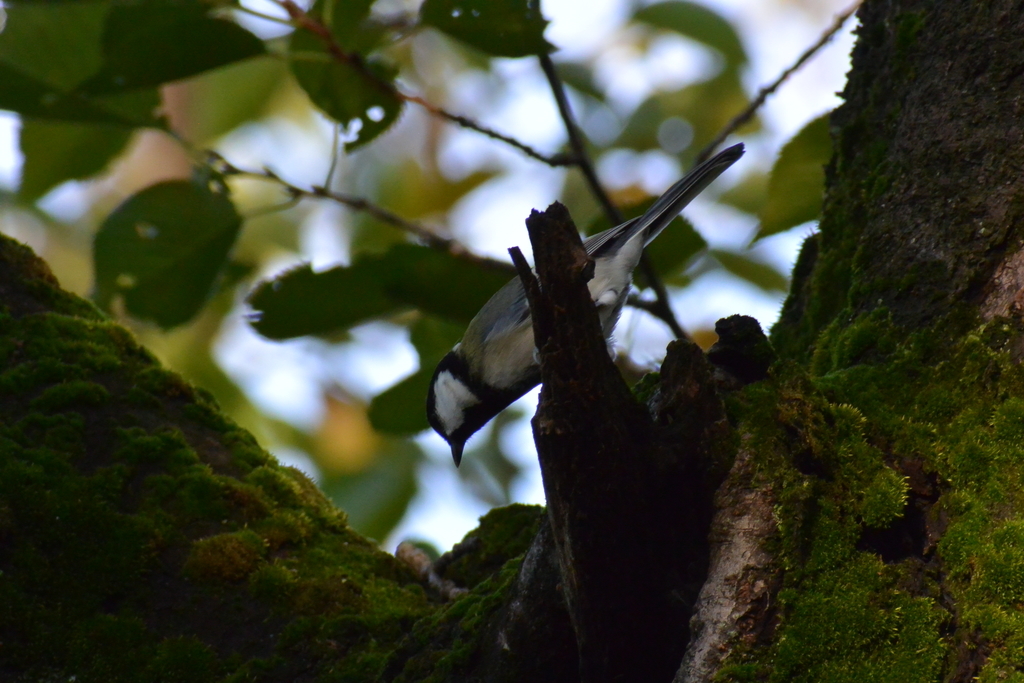 f:id:doshiroutobirder:20181005171938j:plain f:id:doshiroutobirder:20181005171938j:plain