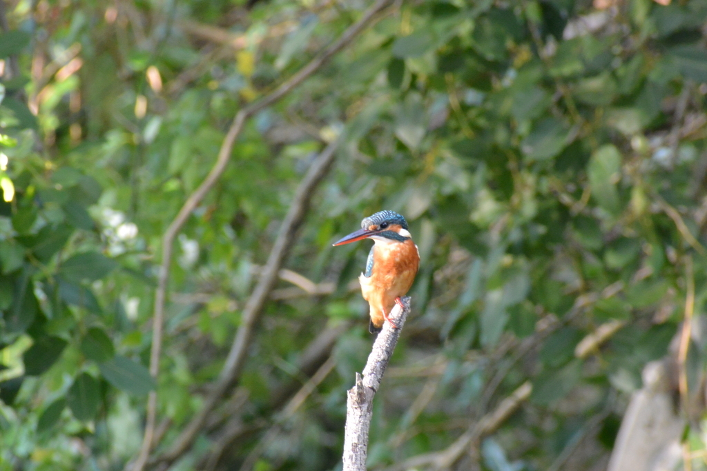 f:id:doshiroutobirder:20181005172206j:plain f:id:doshiroutobirder:20181005172206j:plain