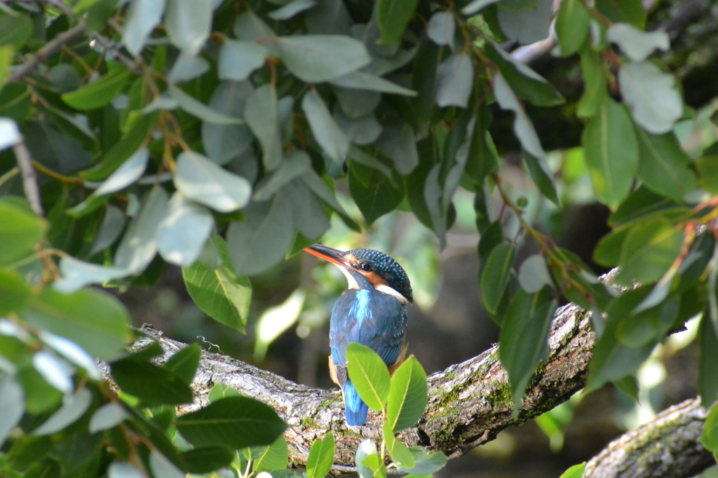 f:id:doshiroutobirder:20181005172441j:plain f:id:doshiroutobirder:20181005172441j:plain