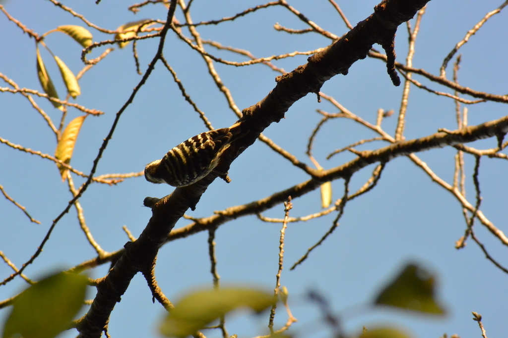 f:id:doshiroutobirder:20181005172607j:plain f:id:doshiroutobirder:20181005172607j:plain