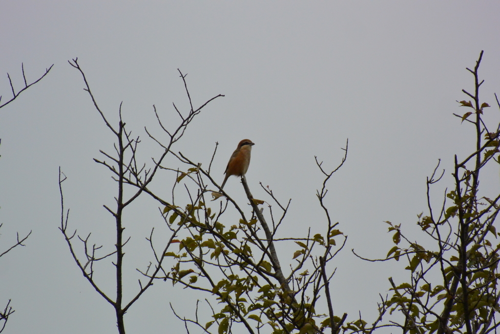 f:id:doshiroutobirder:20181005174519j:plain f:id:doshiroutobirder:20181005174519j:plain