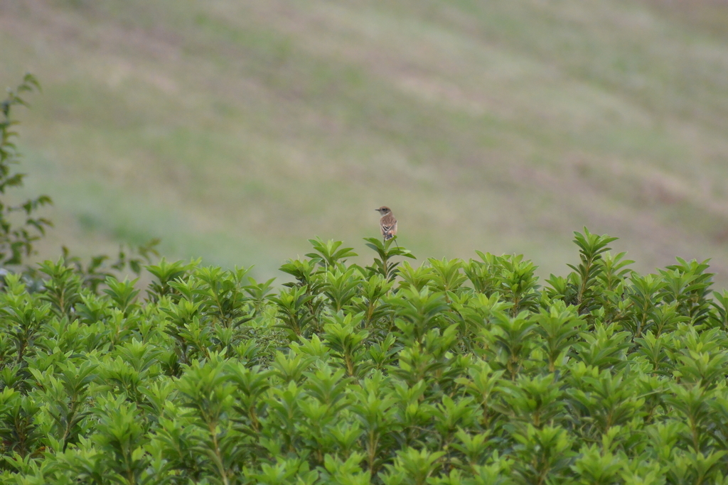 f:id:doshiroutobirder:20181005174730j:plain f:id:doshiroutobirder:20181005174730j:plain