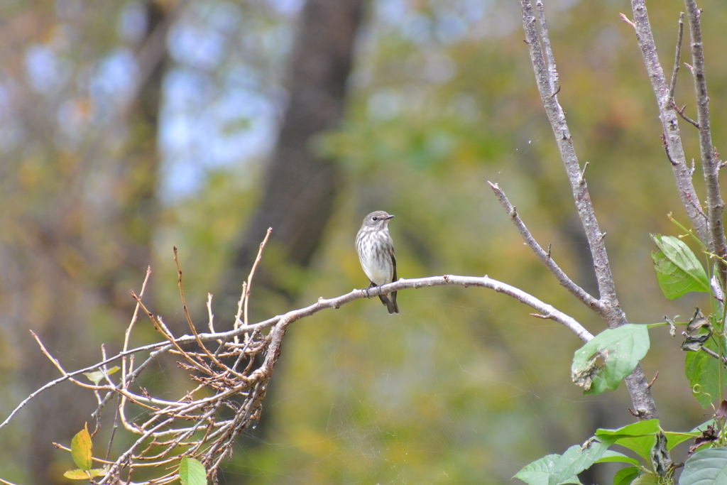 f:id:doshiroutobirder:20181005181008j:plain f:id:doshiroutobirder:20181005181008j:plain