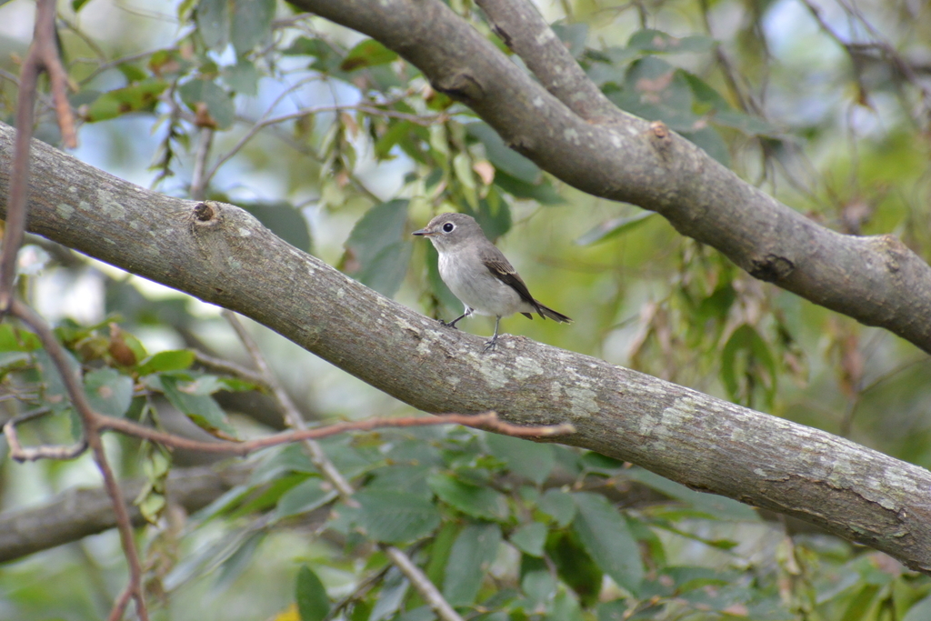 f:id:doshiroutobirder:20181005184814j:plain f:id:doshiroutobirder:20181005184814j:plain