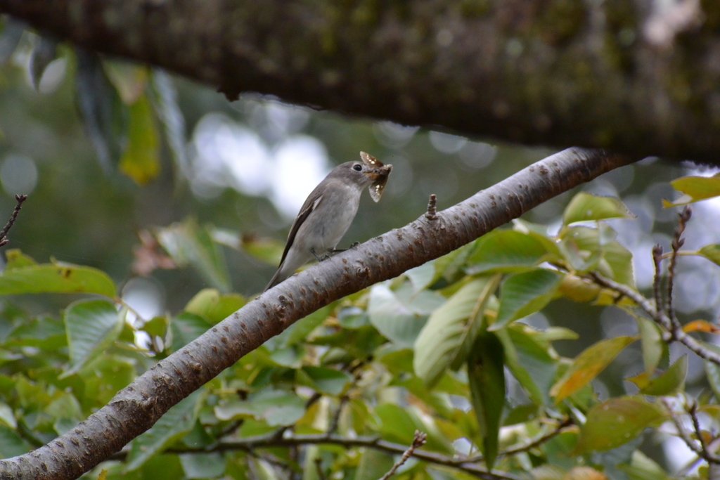 f:id:doshiroutobirder:20181005185024j:plain f:id:doshiroutobirder:20181005185024j:plain