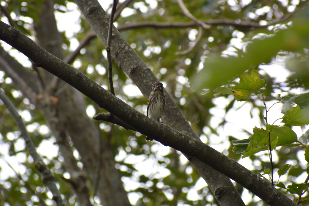 f:id:doshiroutobirder:20181005185225j:plain f:id:doshiroutobirder:20181005185225j:plain