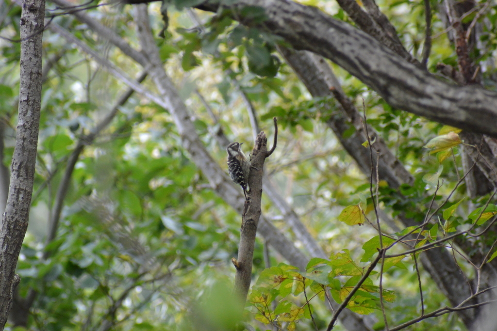 f:id:doshiroutobirder:20181005185416j:plain f:id:doshiroutobirder:20181005185416j:plain