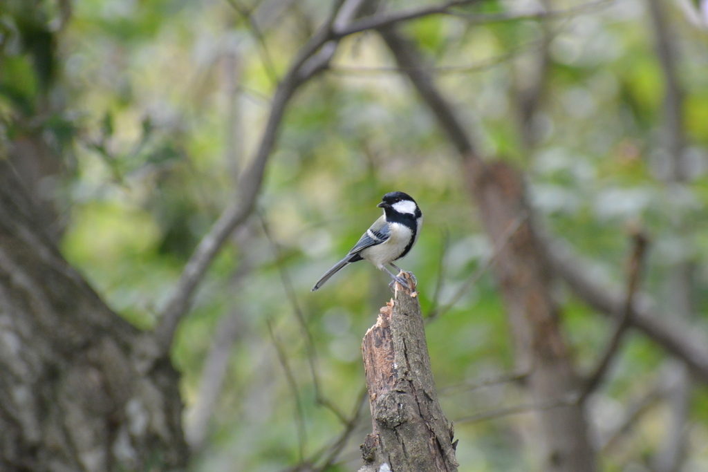 f:id:doshiroutobirder:20181005185841j:plain f:id:doshiroutobirder:20181005185841j:plain