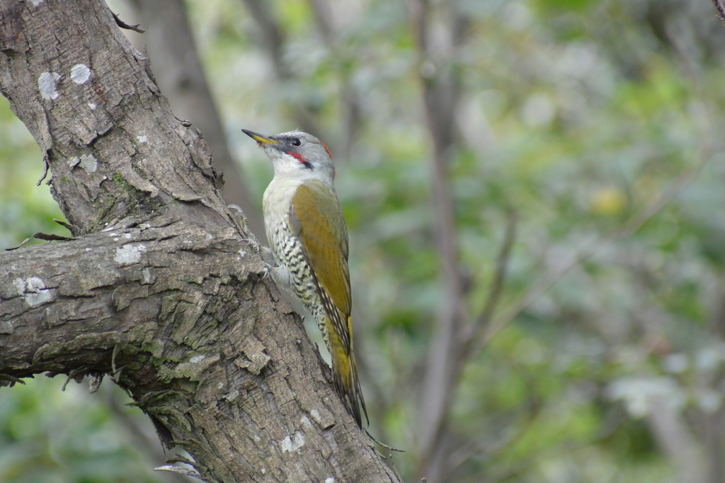 f:id:doshiroutobirder:20181005185952j:plain f:id:doshiroutobirder:20181005185952j:plain
