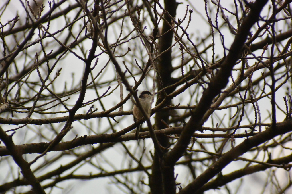 f:id:doshiroutobirder:20181018193928j:plain f:id:doshiroutobirder:20181018193928j:plain